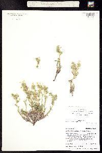 Oreocarya gypsophila image