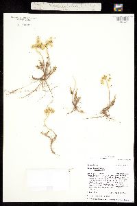 Amerosedum lanceolatum image