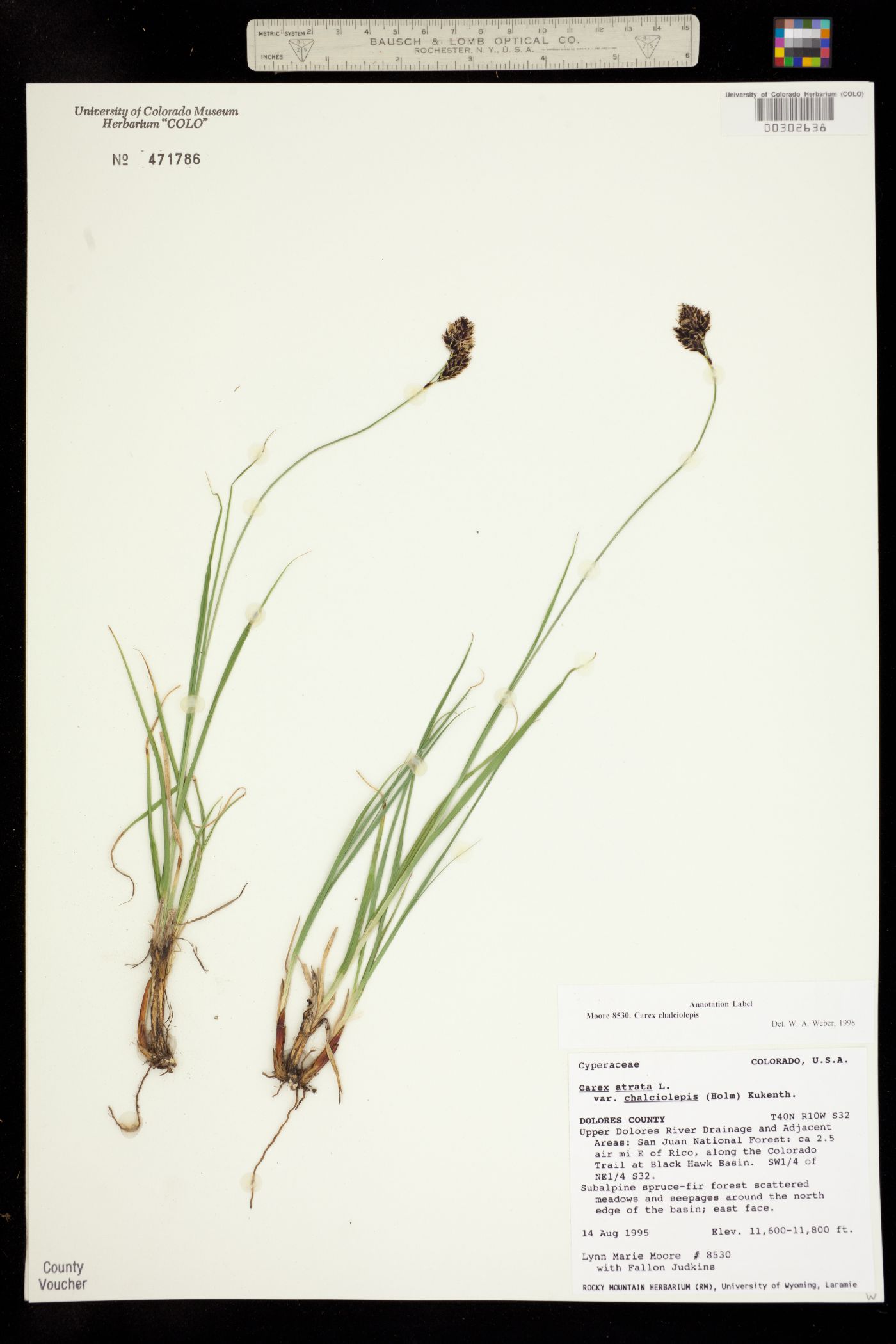 Carex chalciolepis image