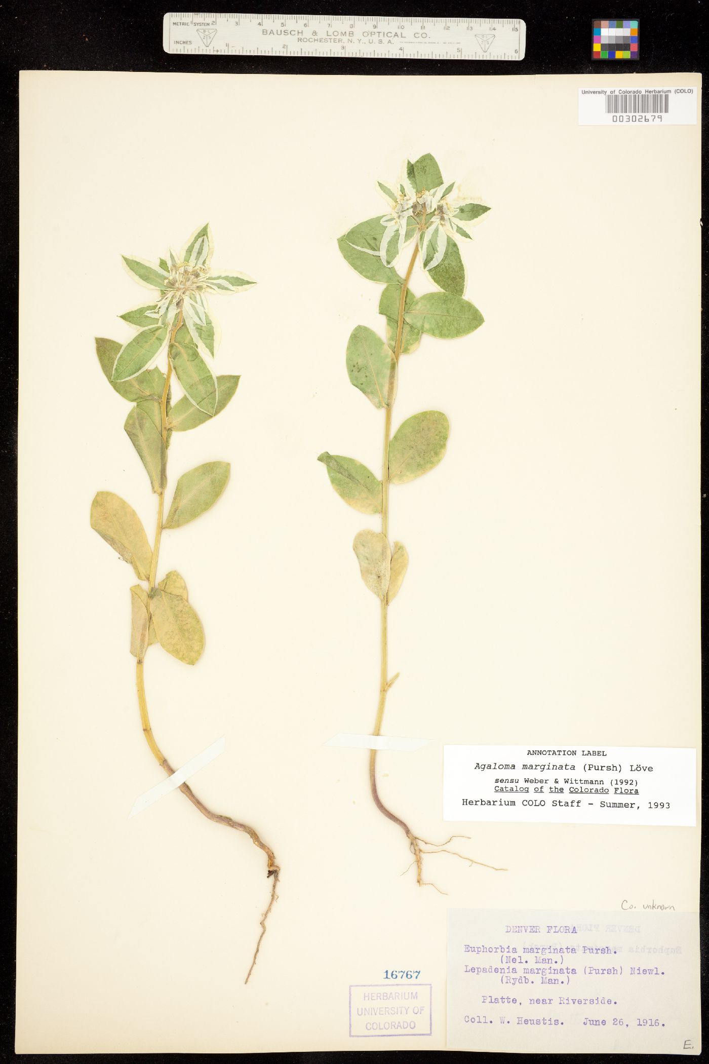 Euphorbia marginata image