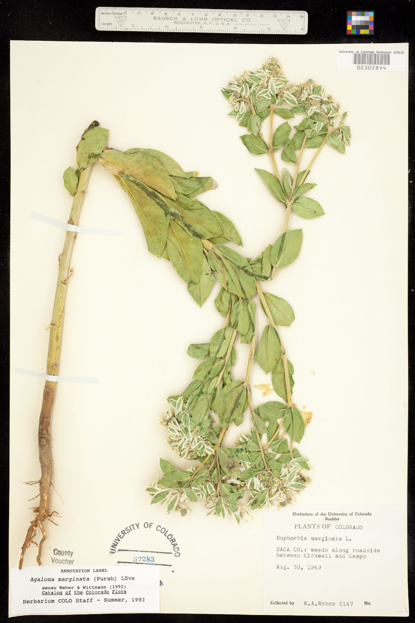 Euphorbia image