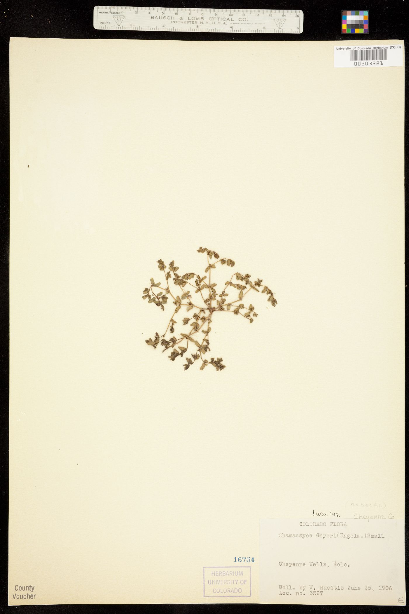 Euphorbiaceae image