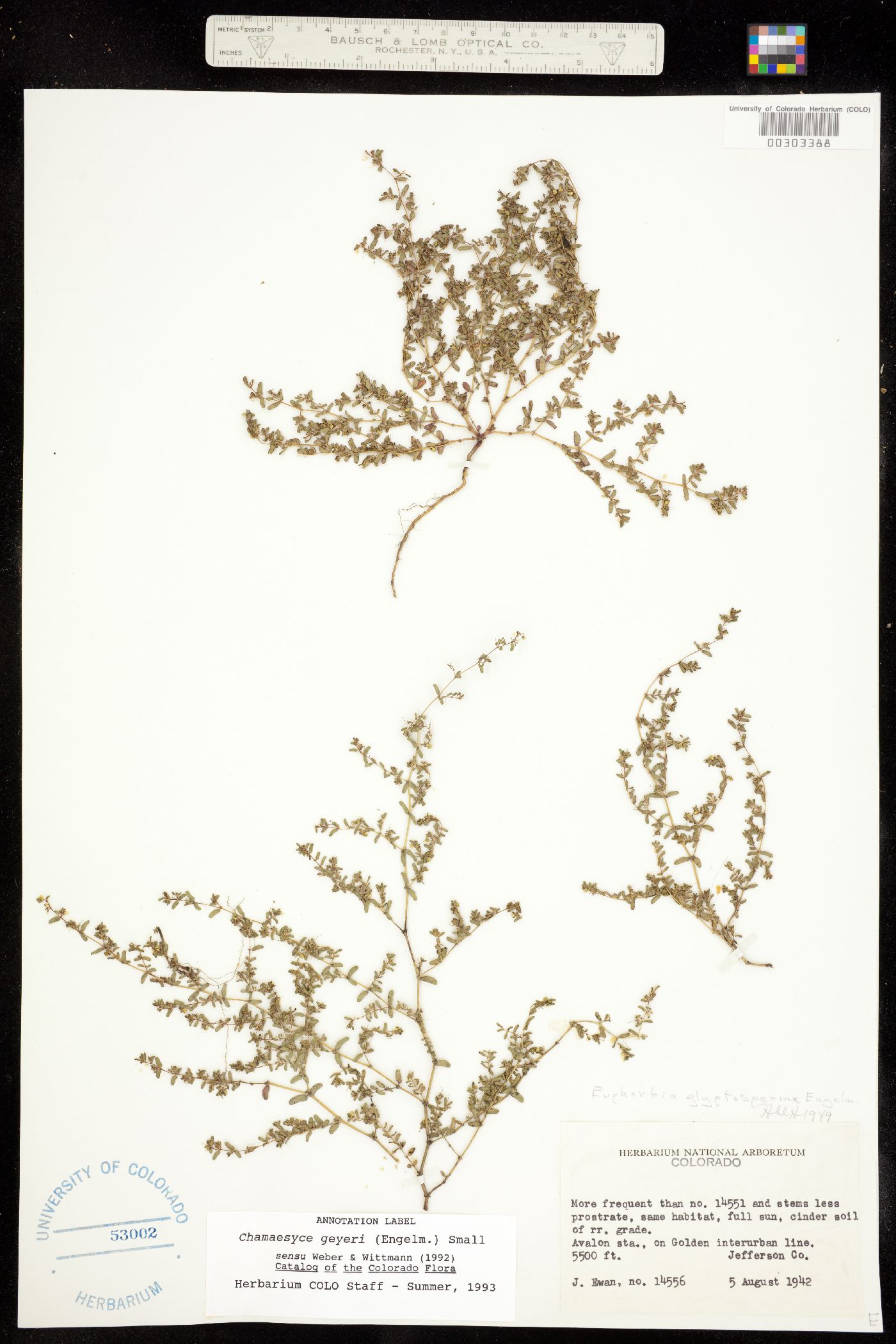 Euphorbia geyeri image