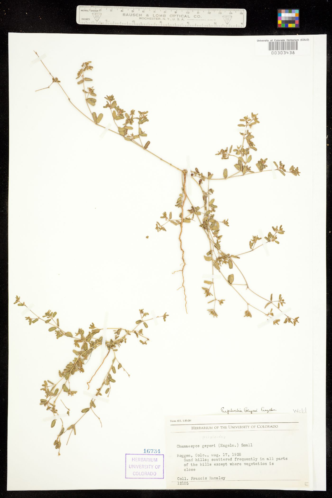 Euphorbia geyeri image