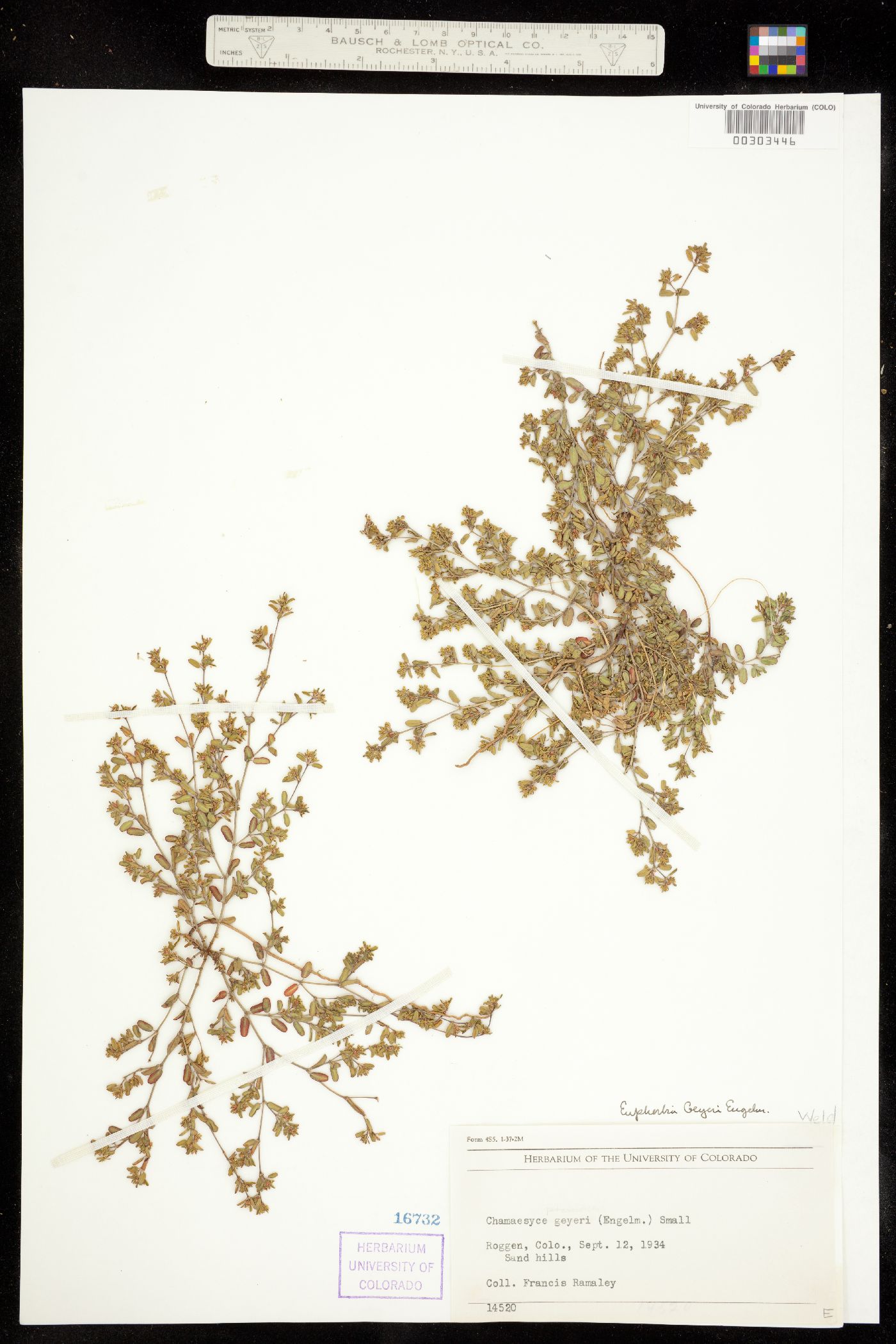 Euphorbia geyeri image