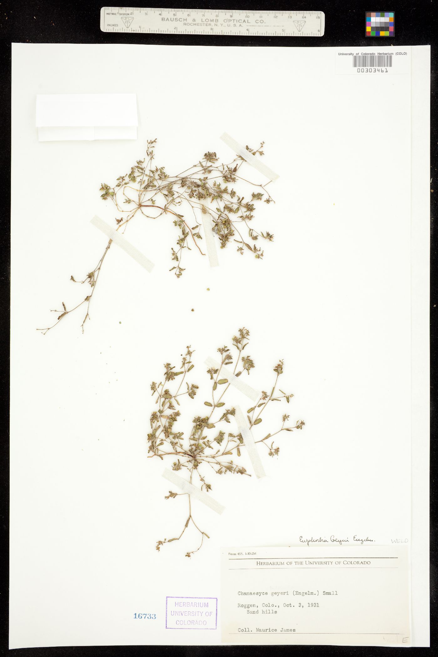 Euphorbia geyeri image