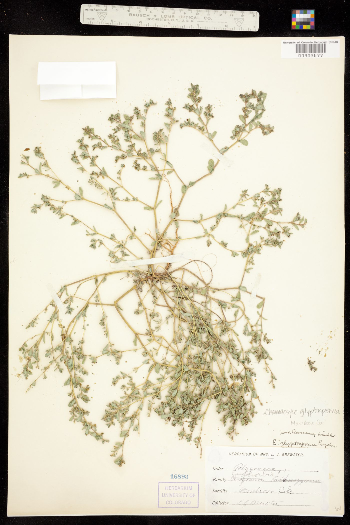 Euphorbia glyptosperma image