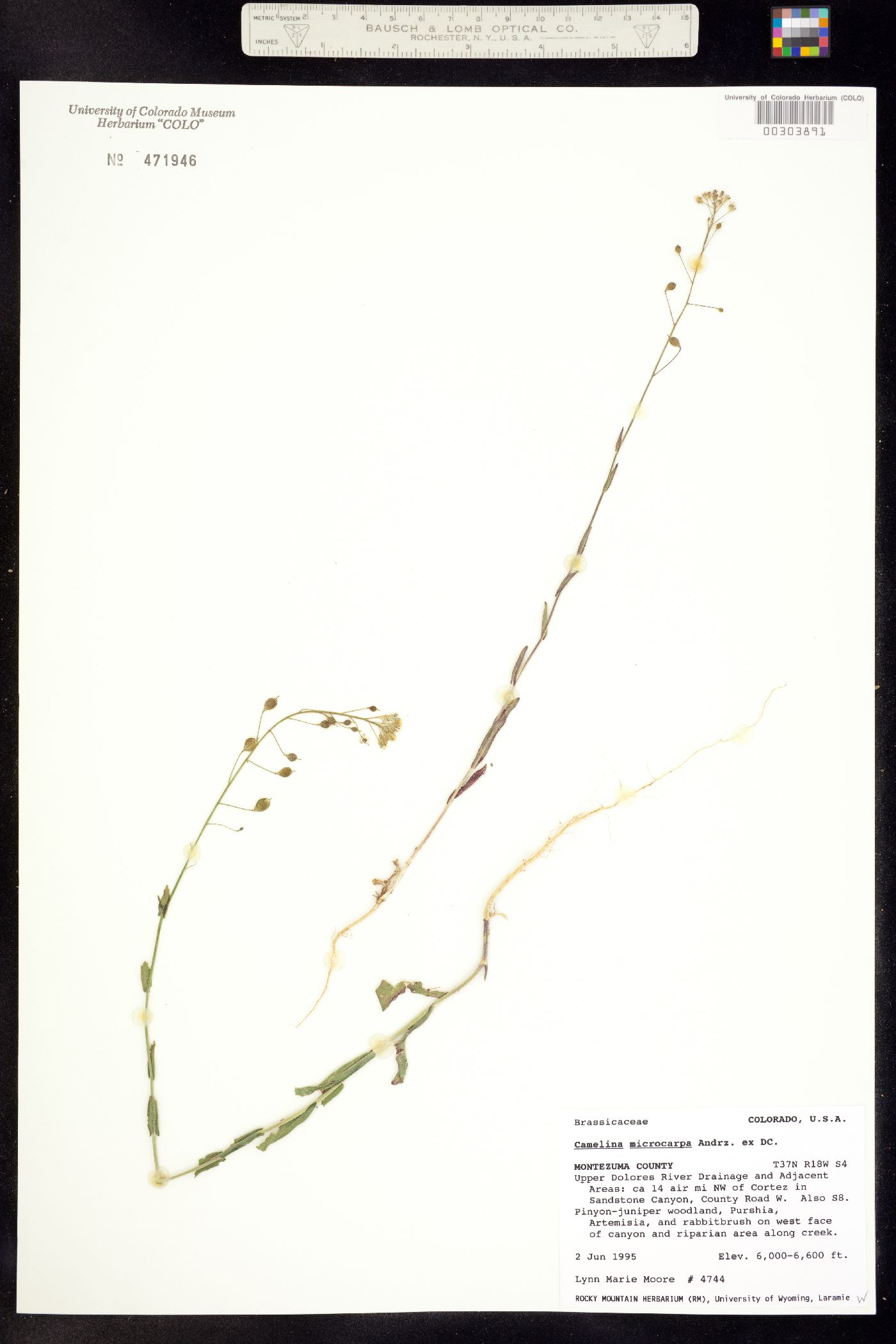 Camelina microcarpa image