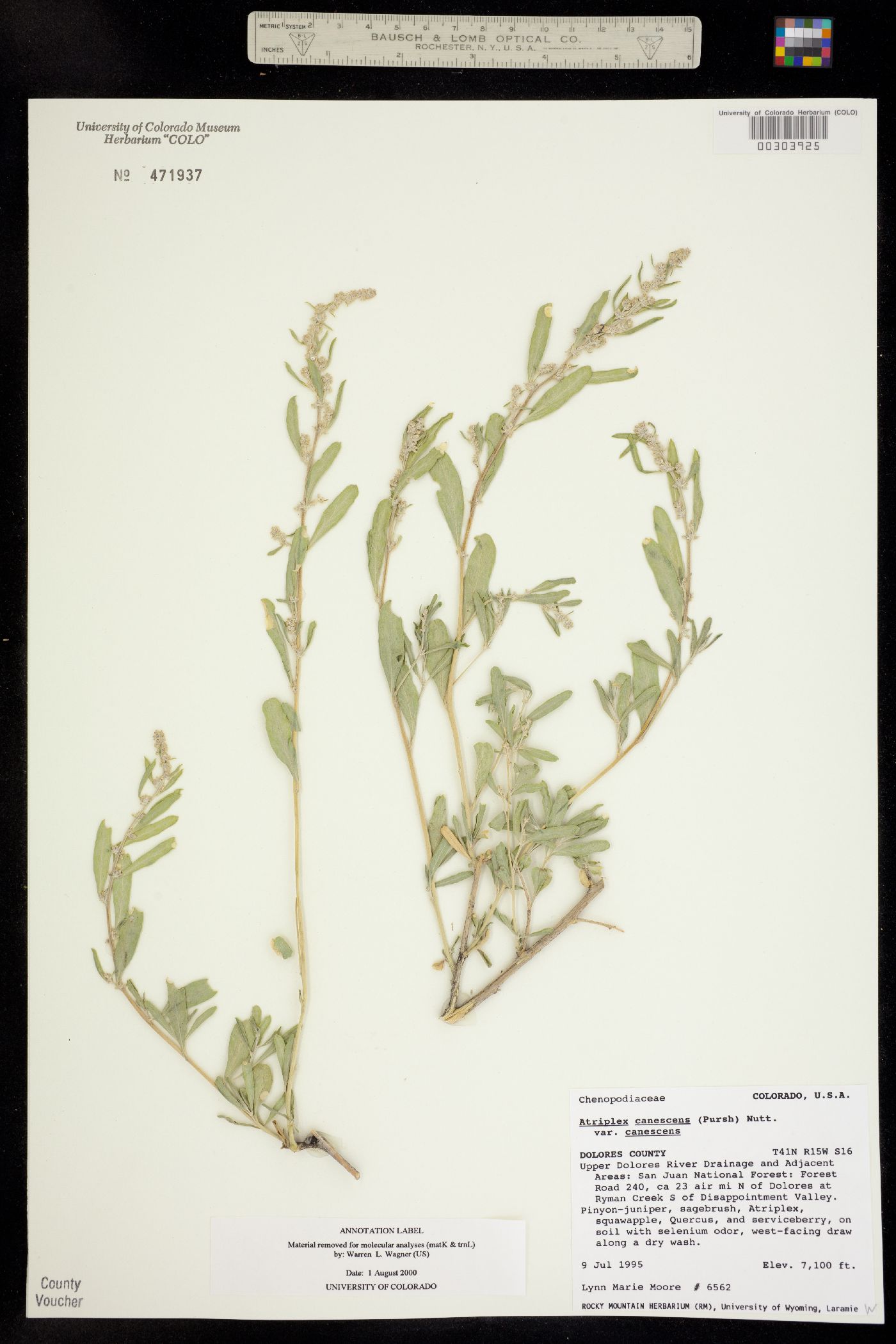 Atriplex canescens var. canescens image