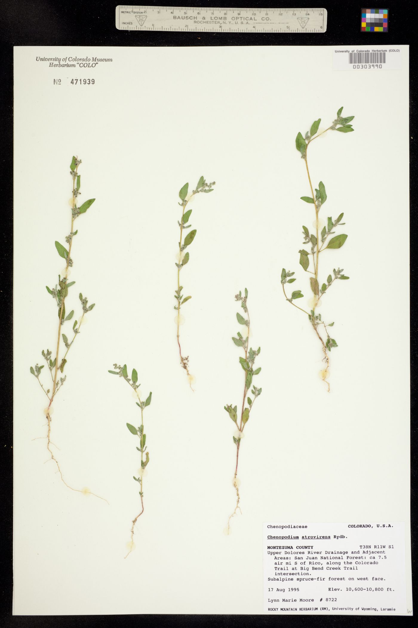 Chenopodium atrovirens image