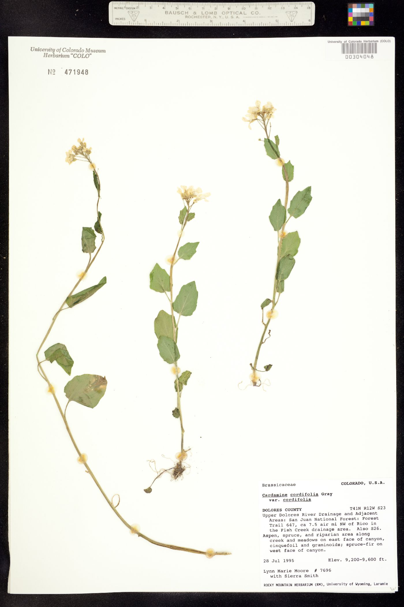 Cardamine image