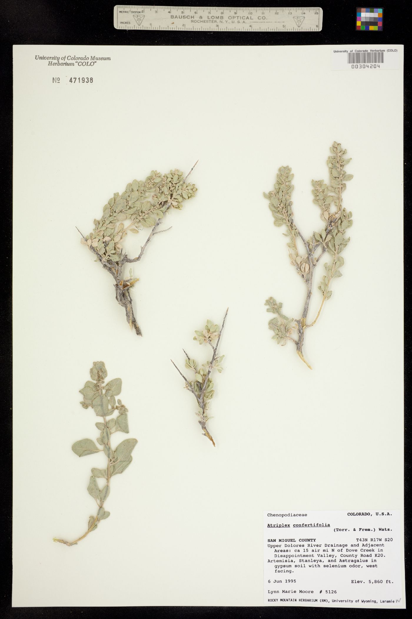 Atriplex confertifolia image