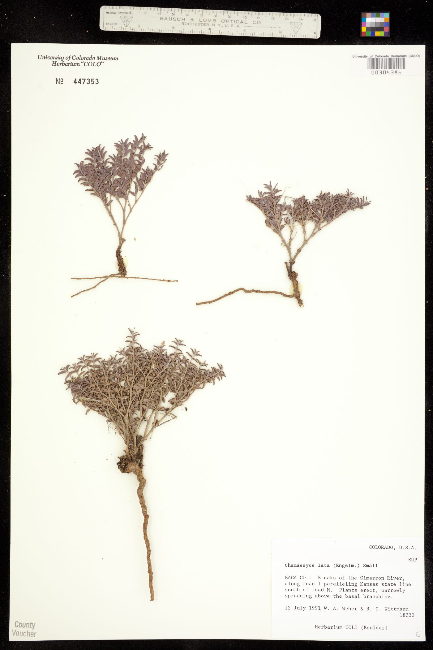 Euphorbia image