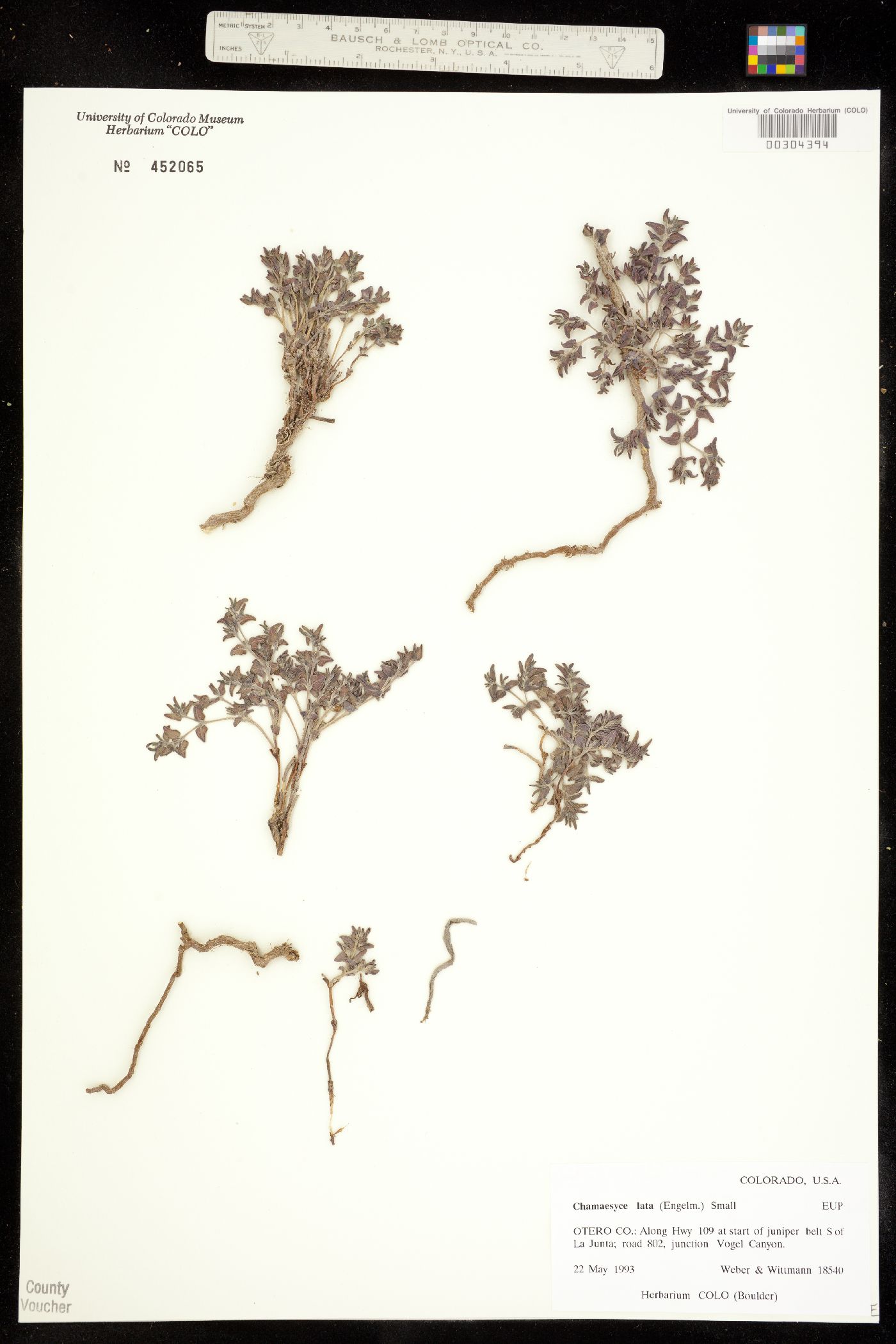 Euphorbia lata image