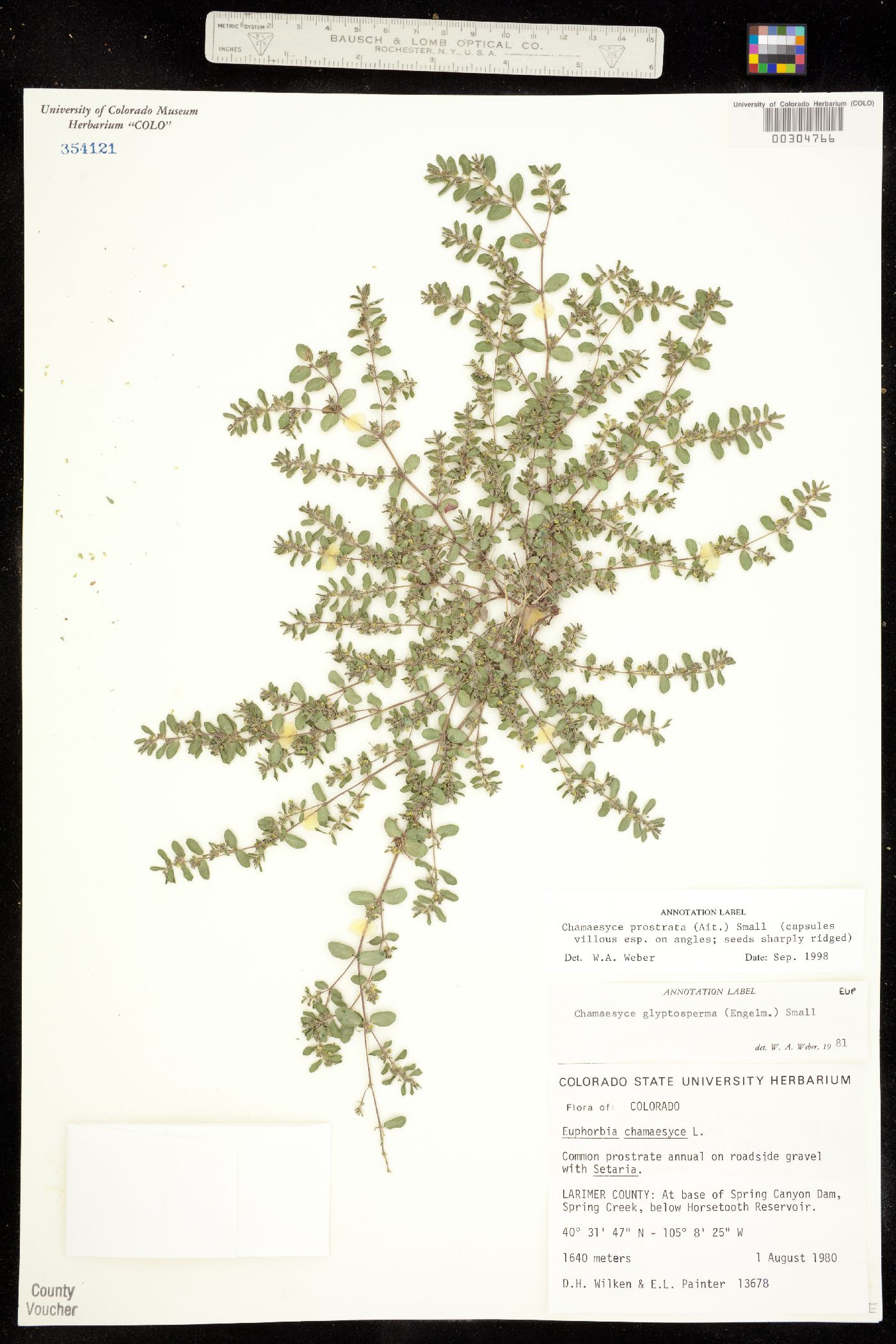 Euphorbia prostrata image