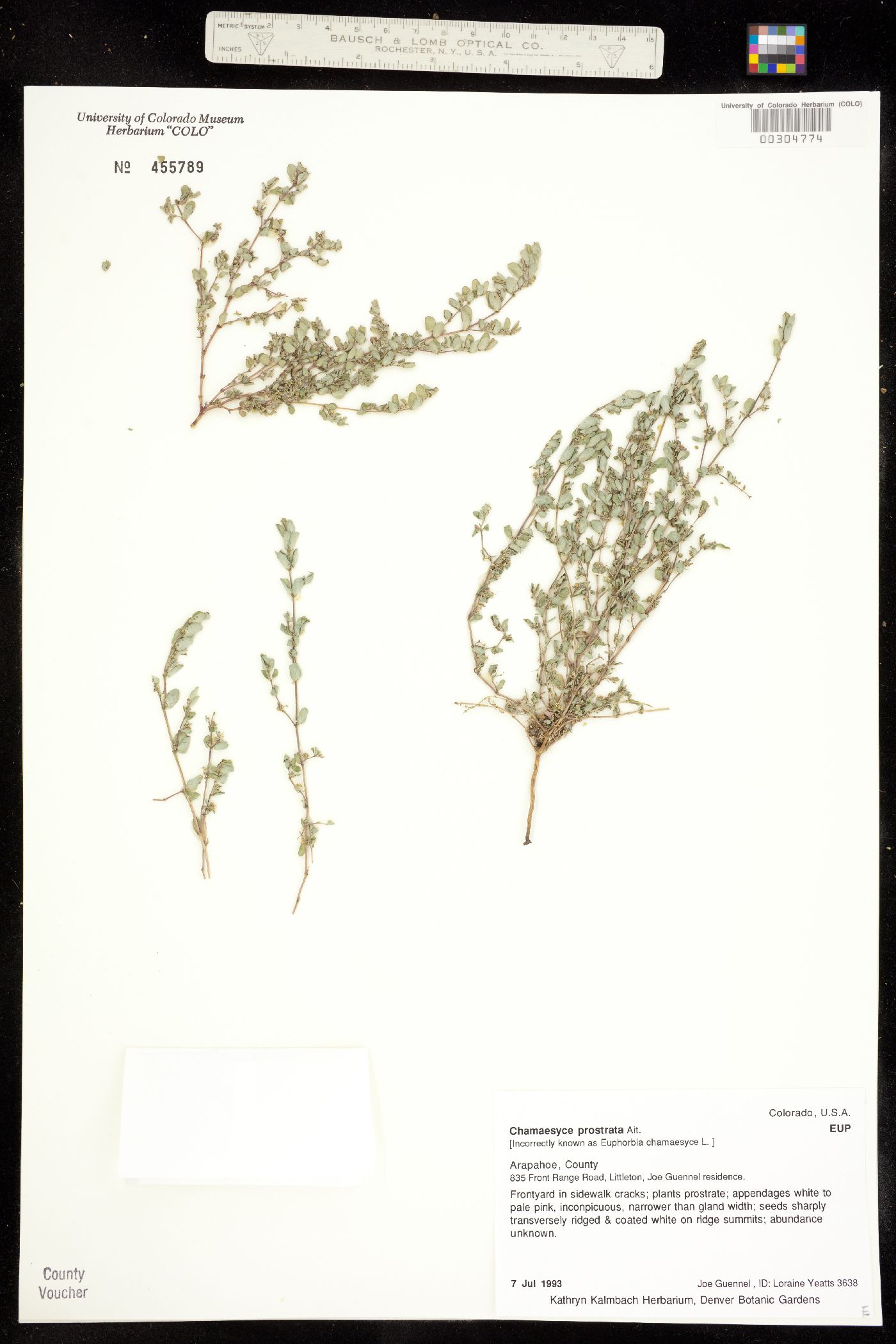 Euphorbia prostrata image