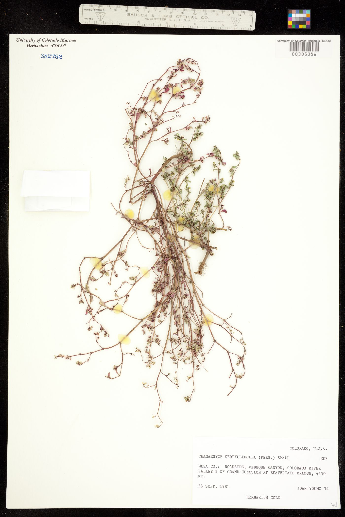 Euphorbia serpyllifolia var. serpyllifolia image