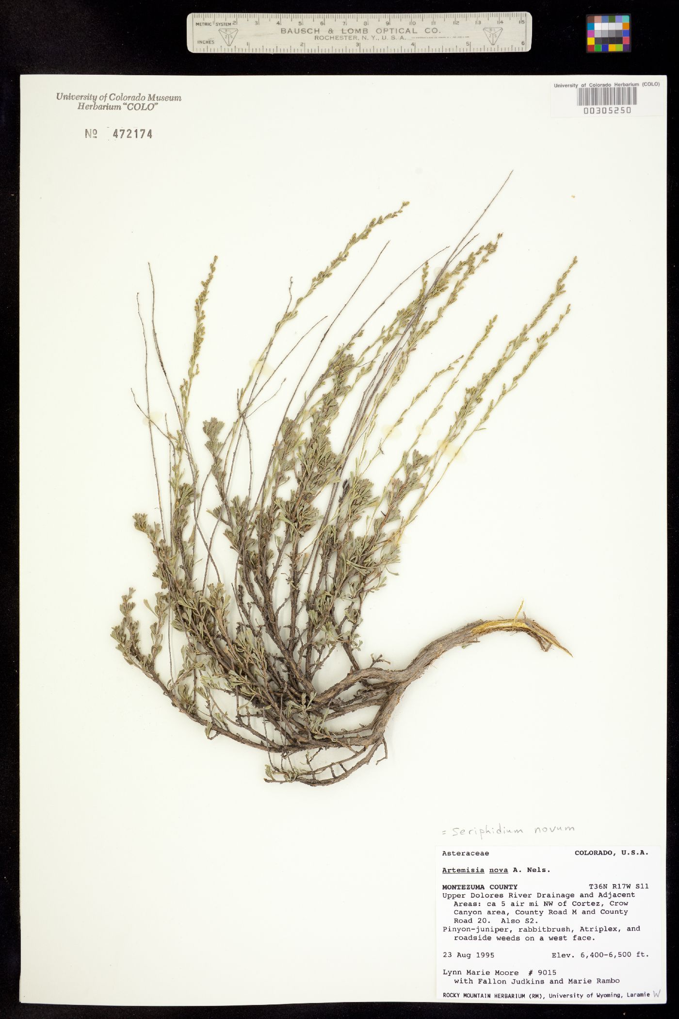 Artemisia nova image