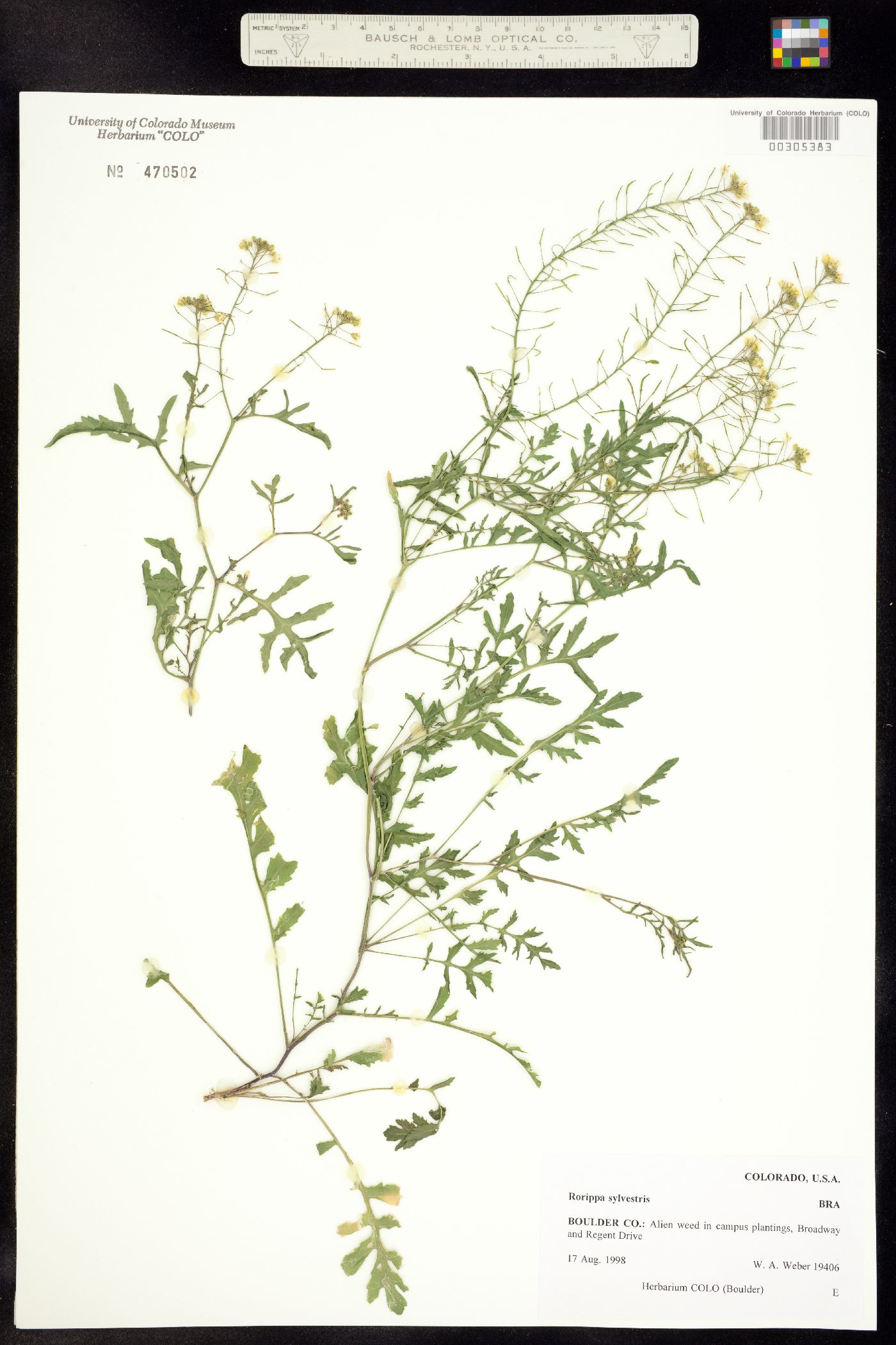 Rorippa sylvestris image
