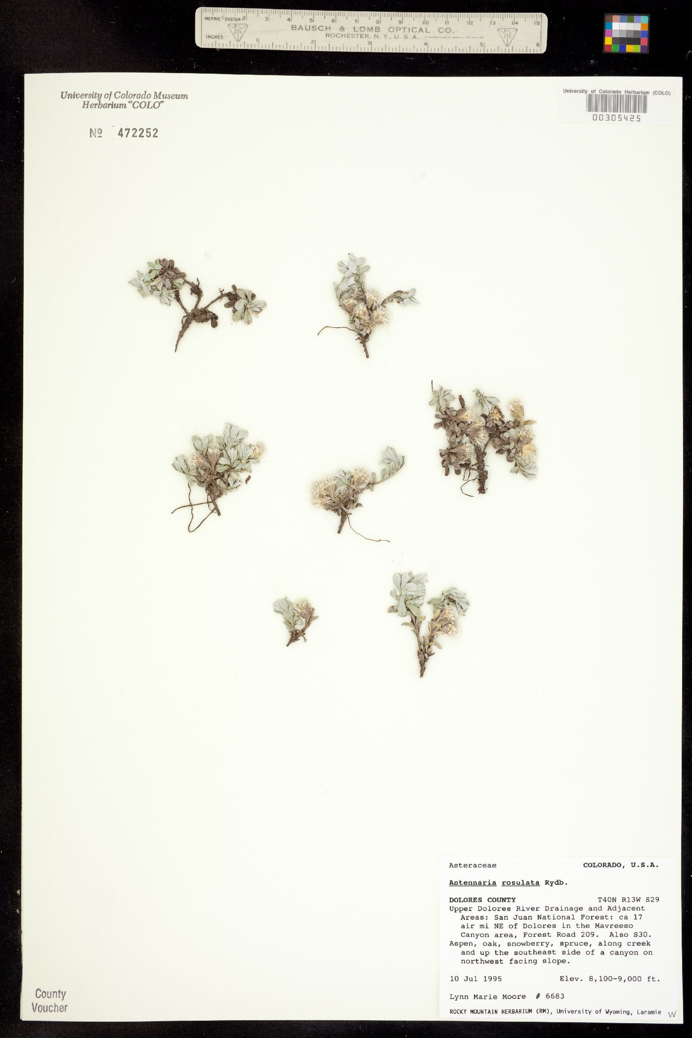 Antennaria rosulata image