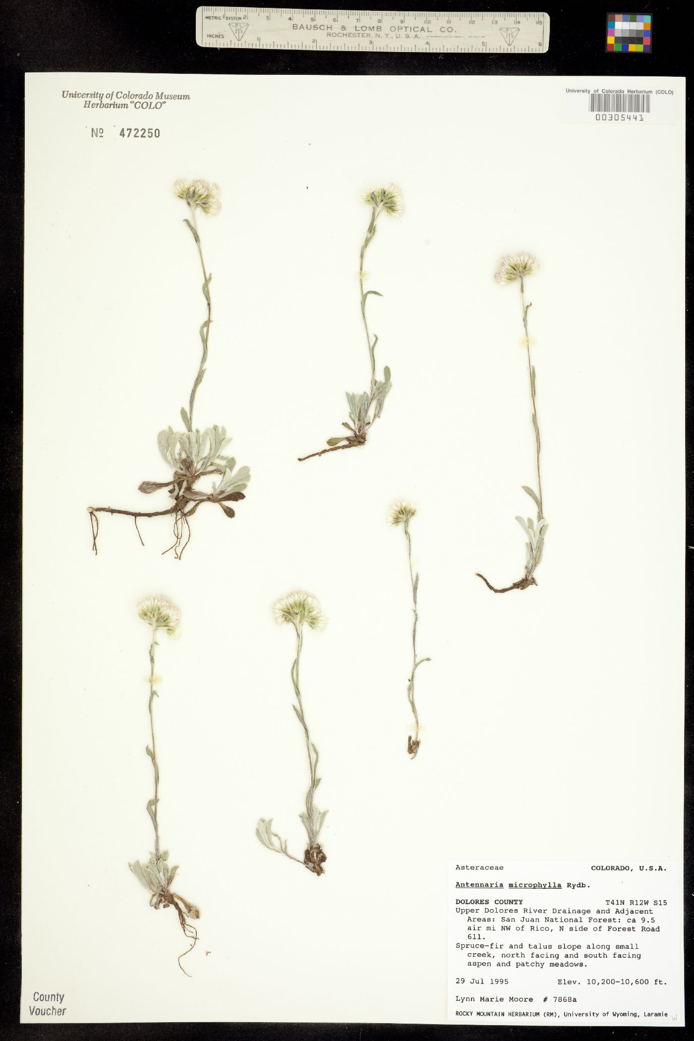 Antennaria microphylla image