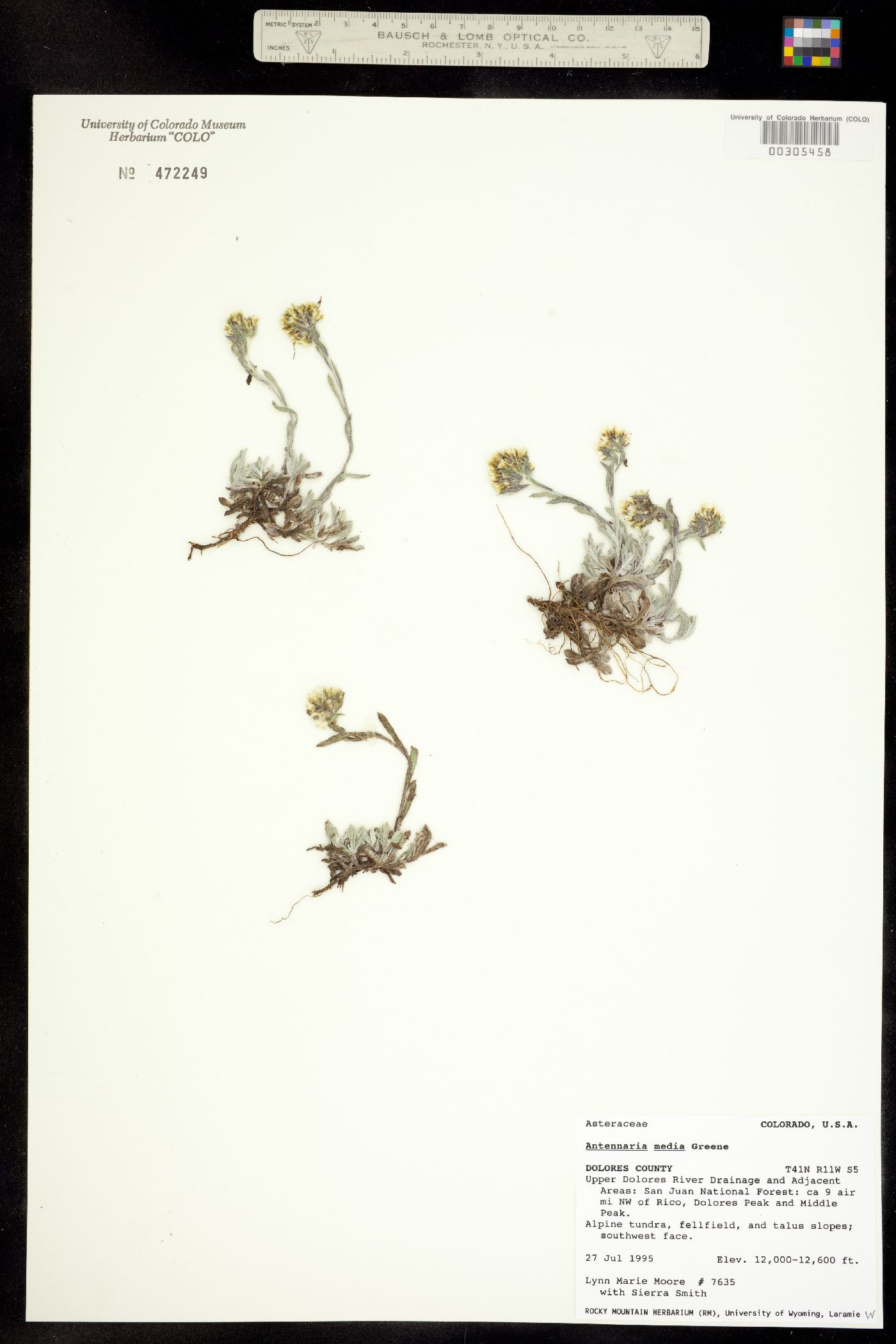 Antennaria media image