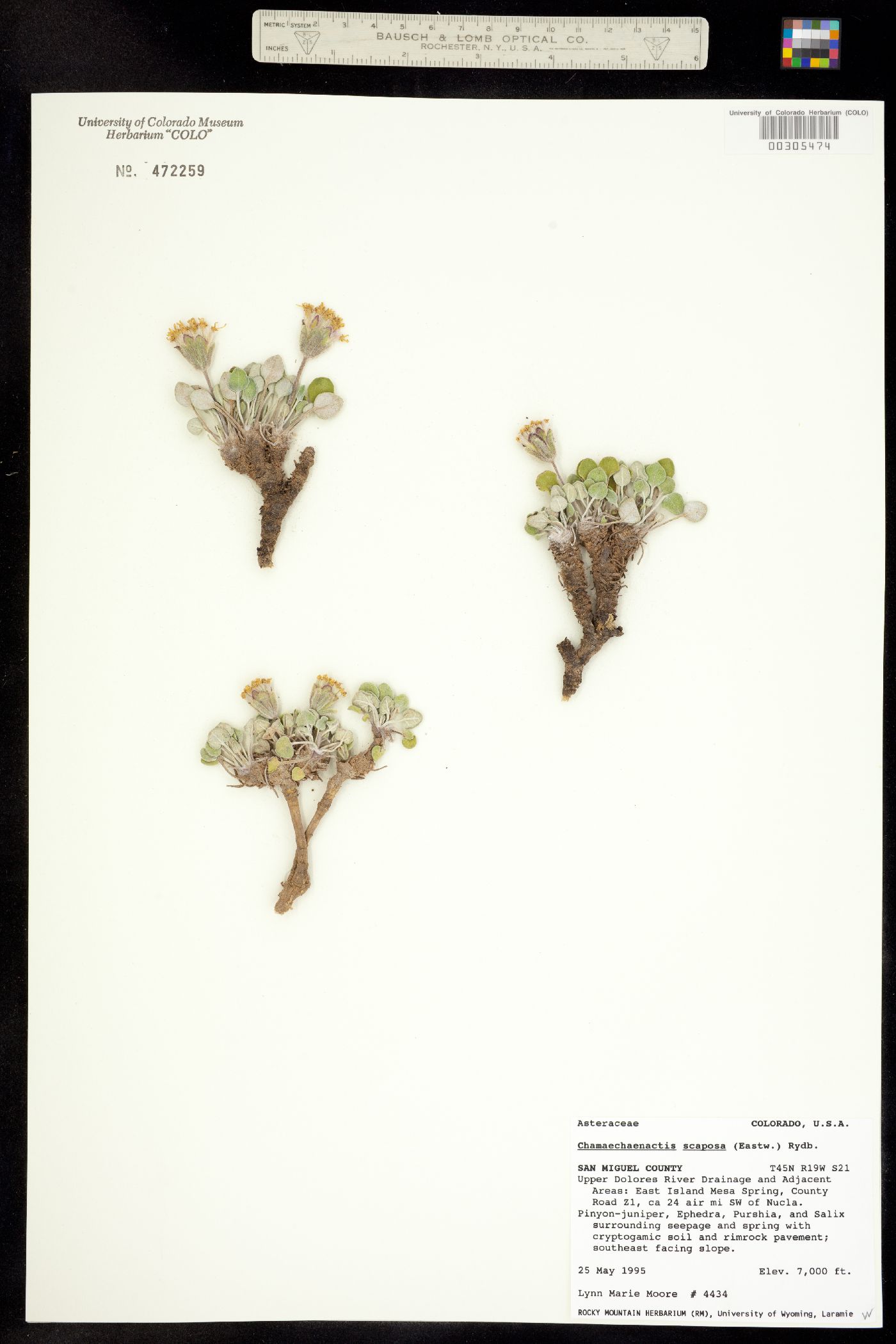 Chamaechaenactis scaposa image