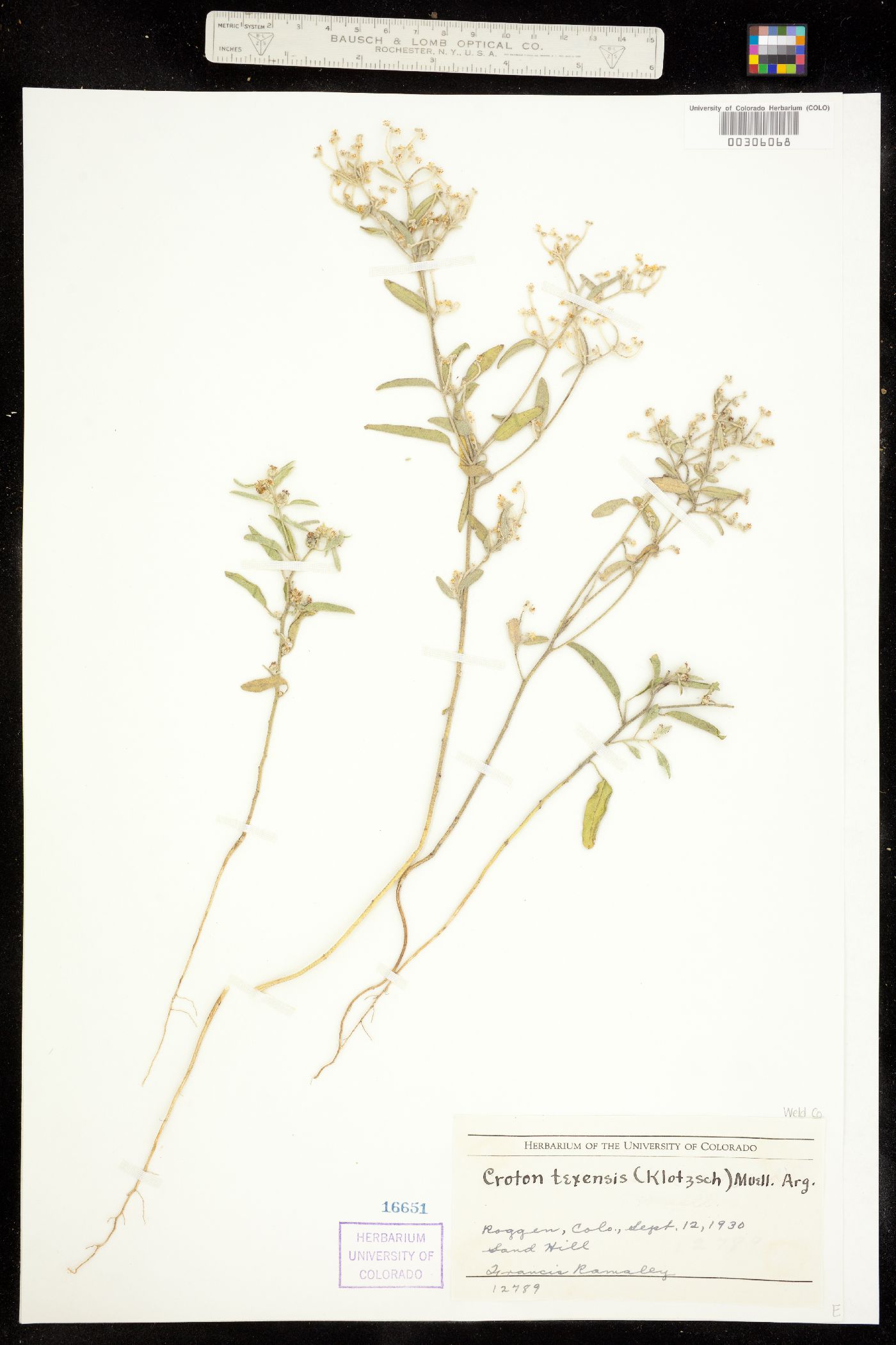 Croton texensis image