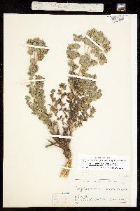 Tithymalus brachyceras image