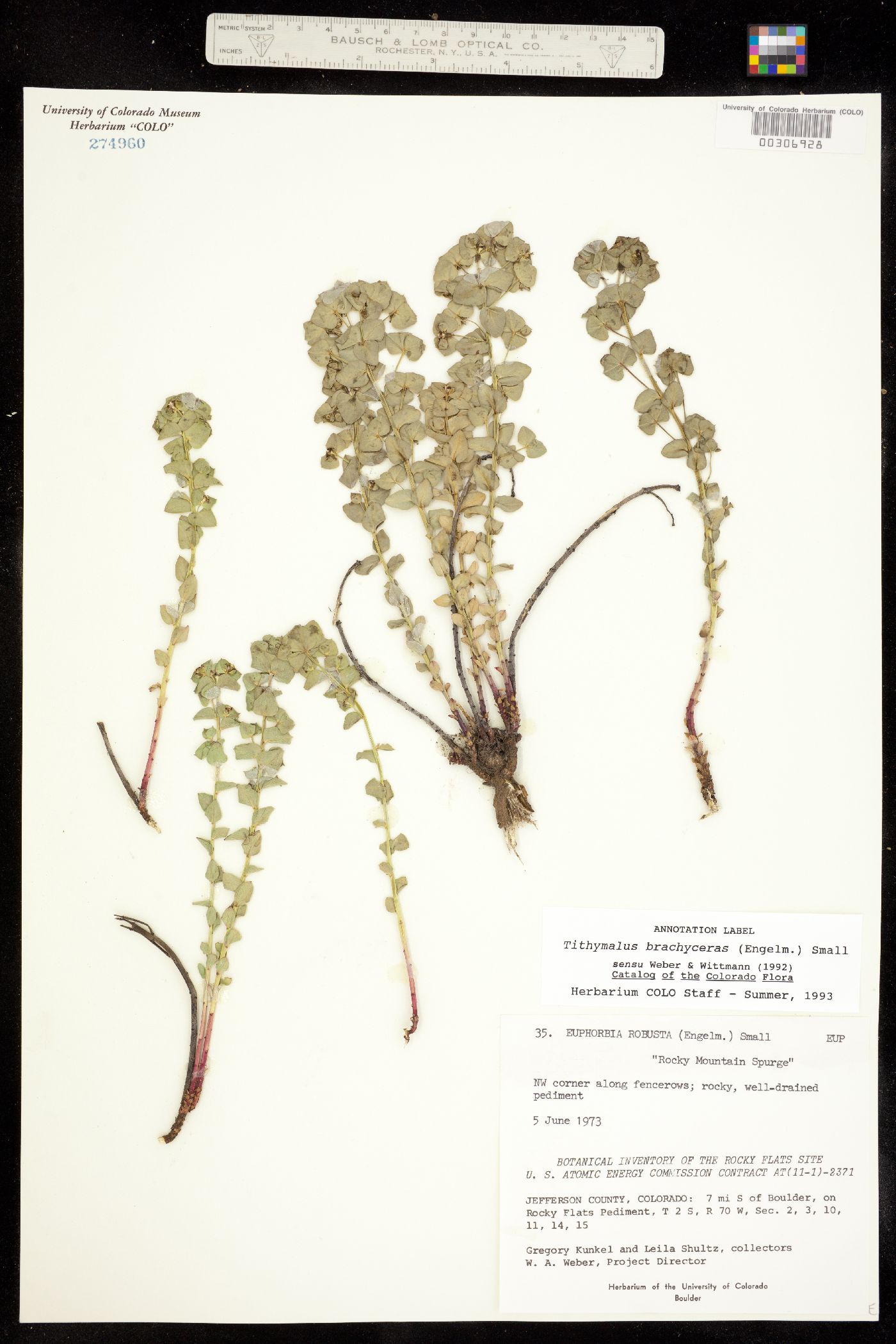 Tithymalus brachyceras image