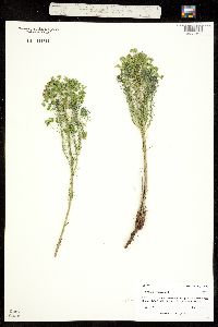 Image of Euphorbia cyparissias