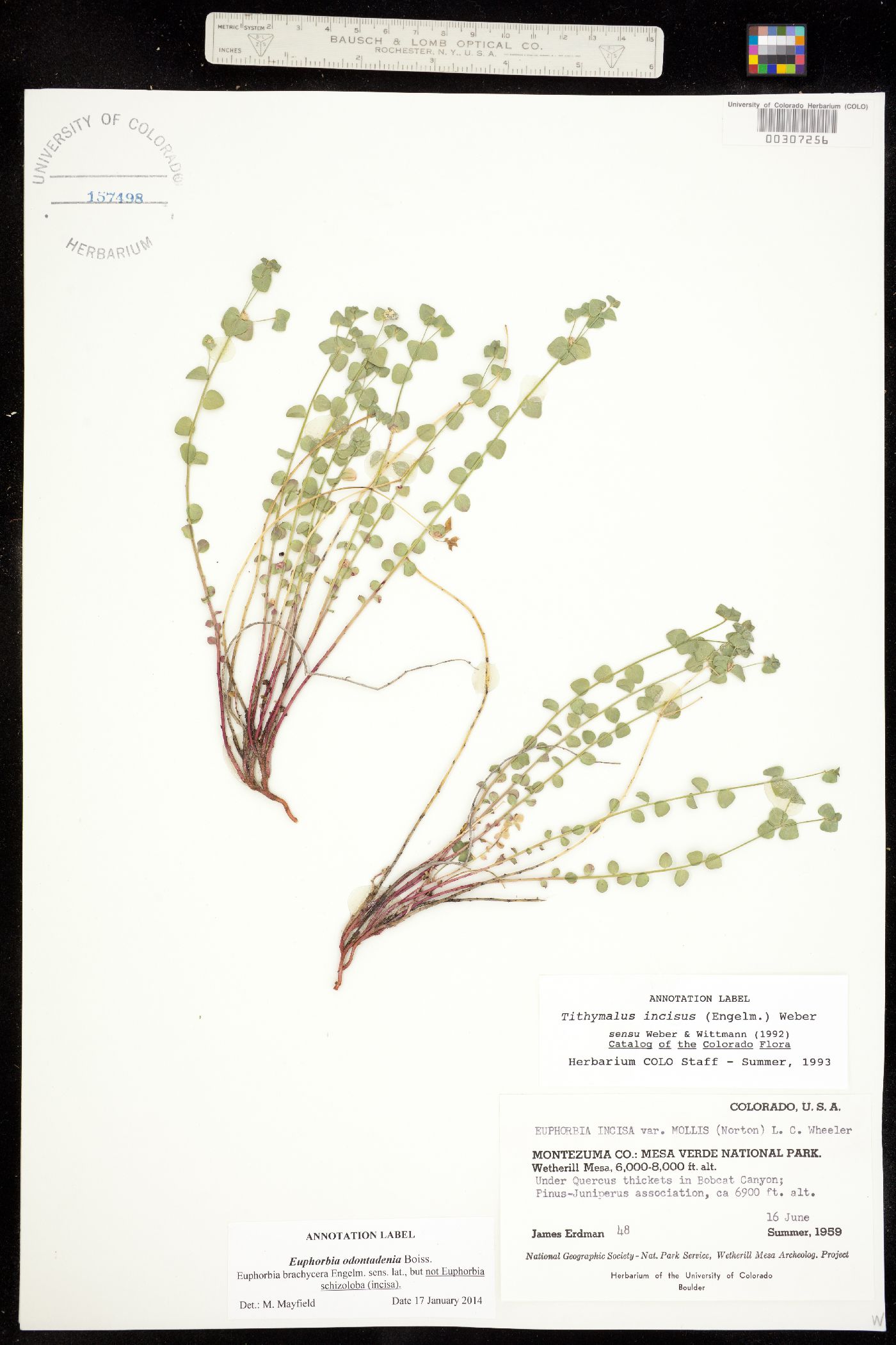 Tithymalus brachyceras image
