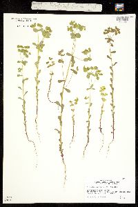 Image of Euphorbia spathulata