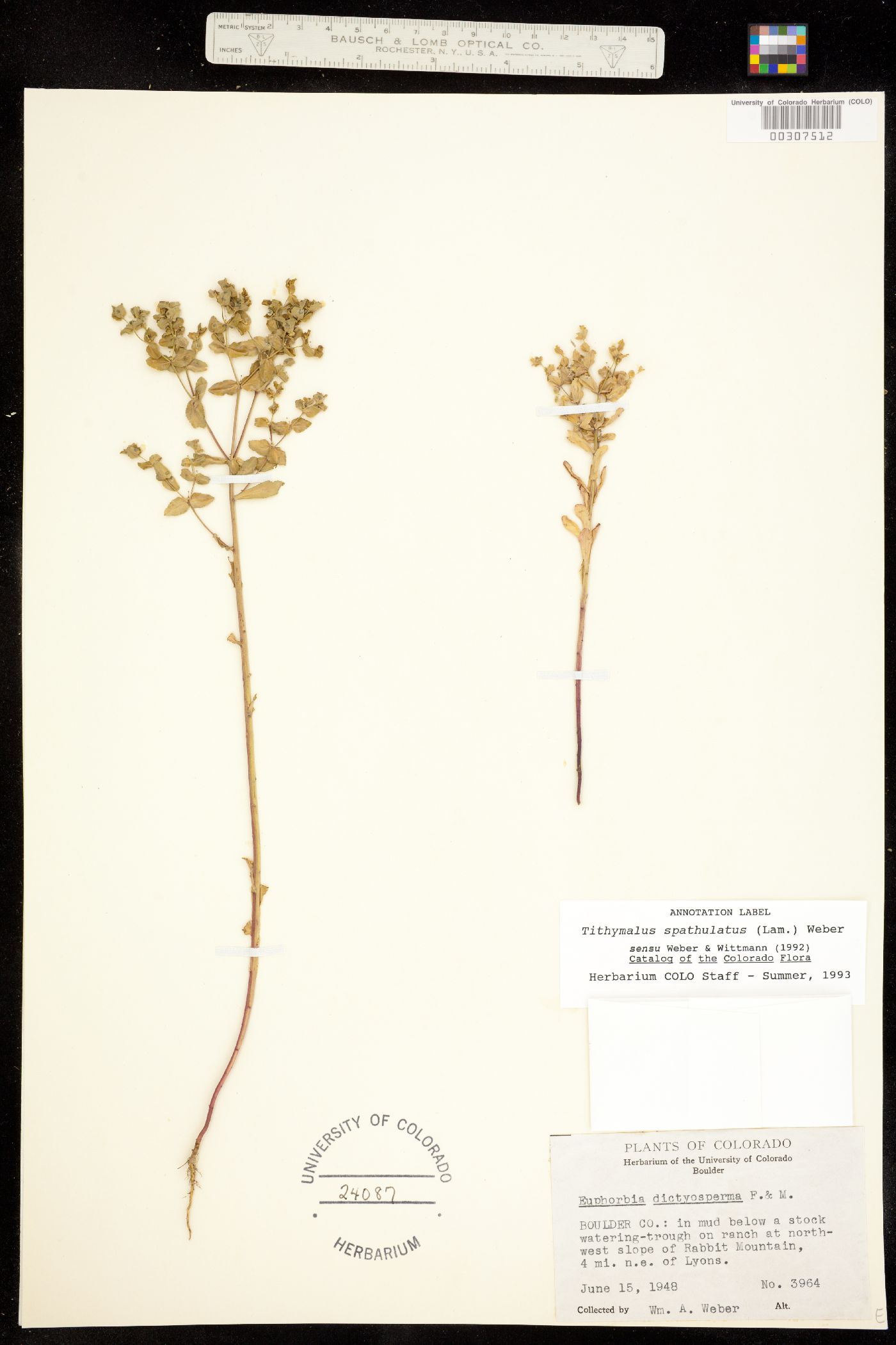 Euphorbia spathulata image