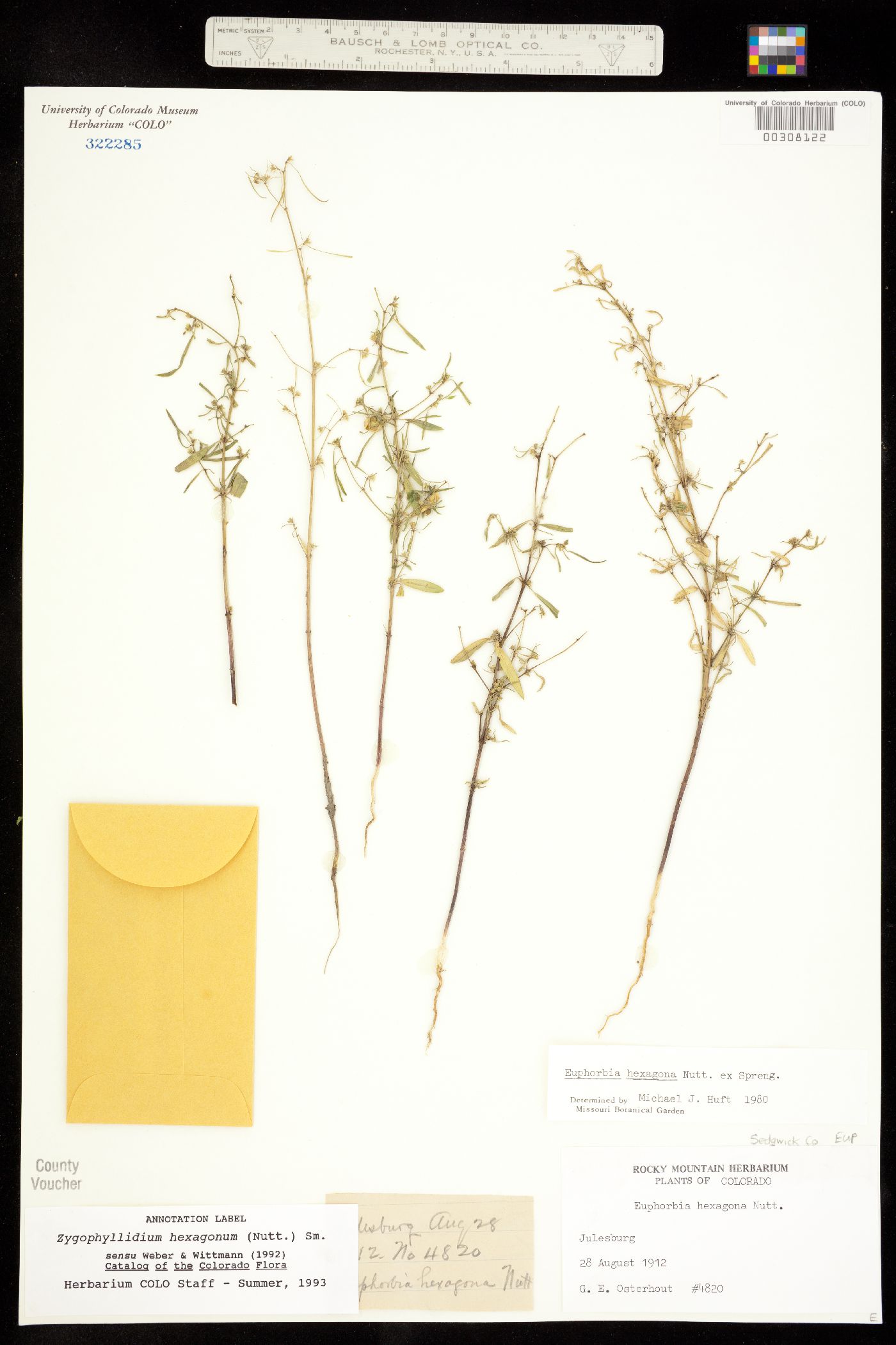 Euphorbia hexagona image