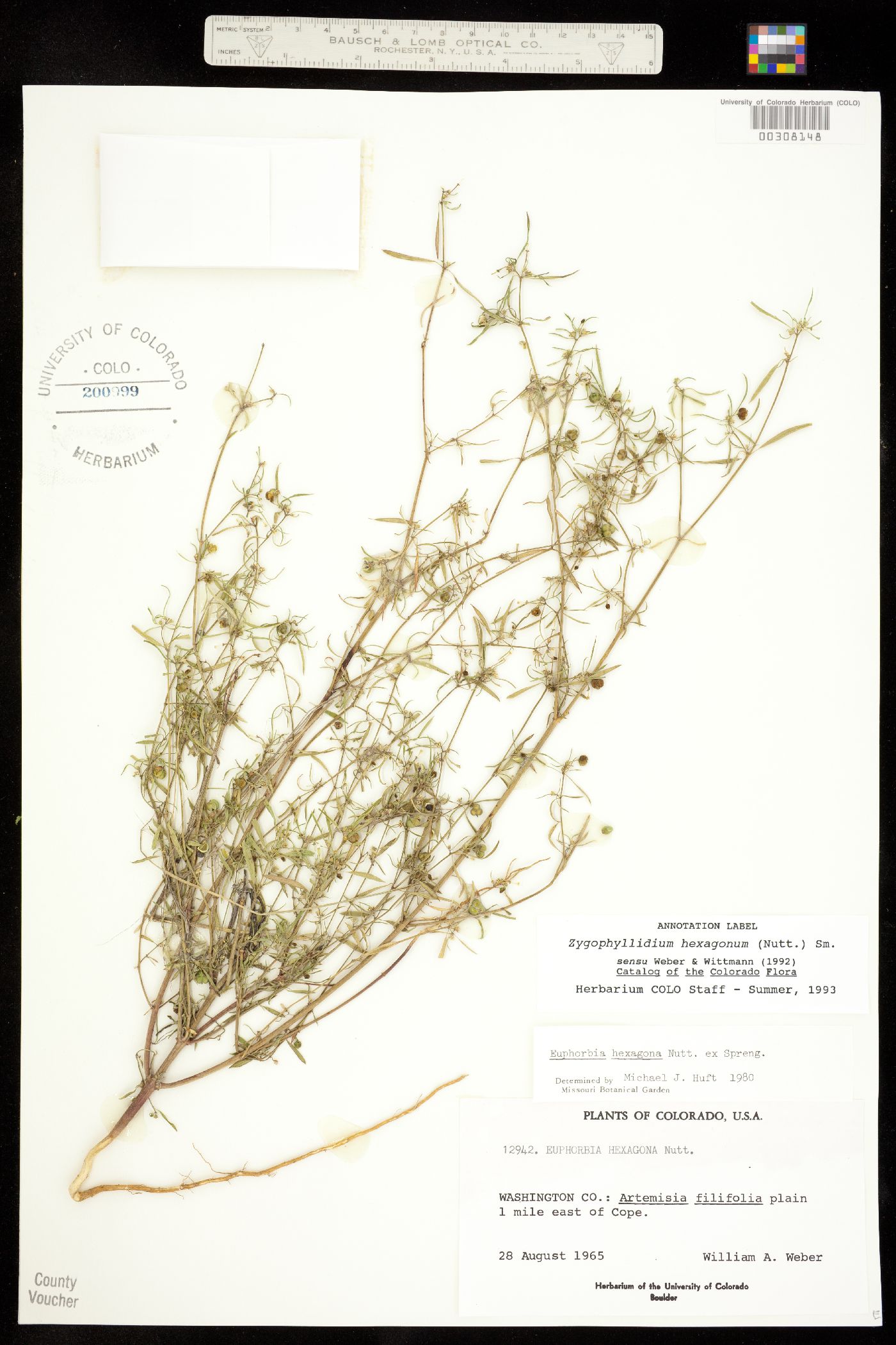 Zygophyllidium image