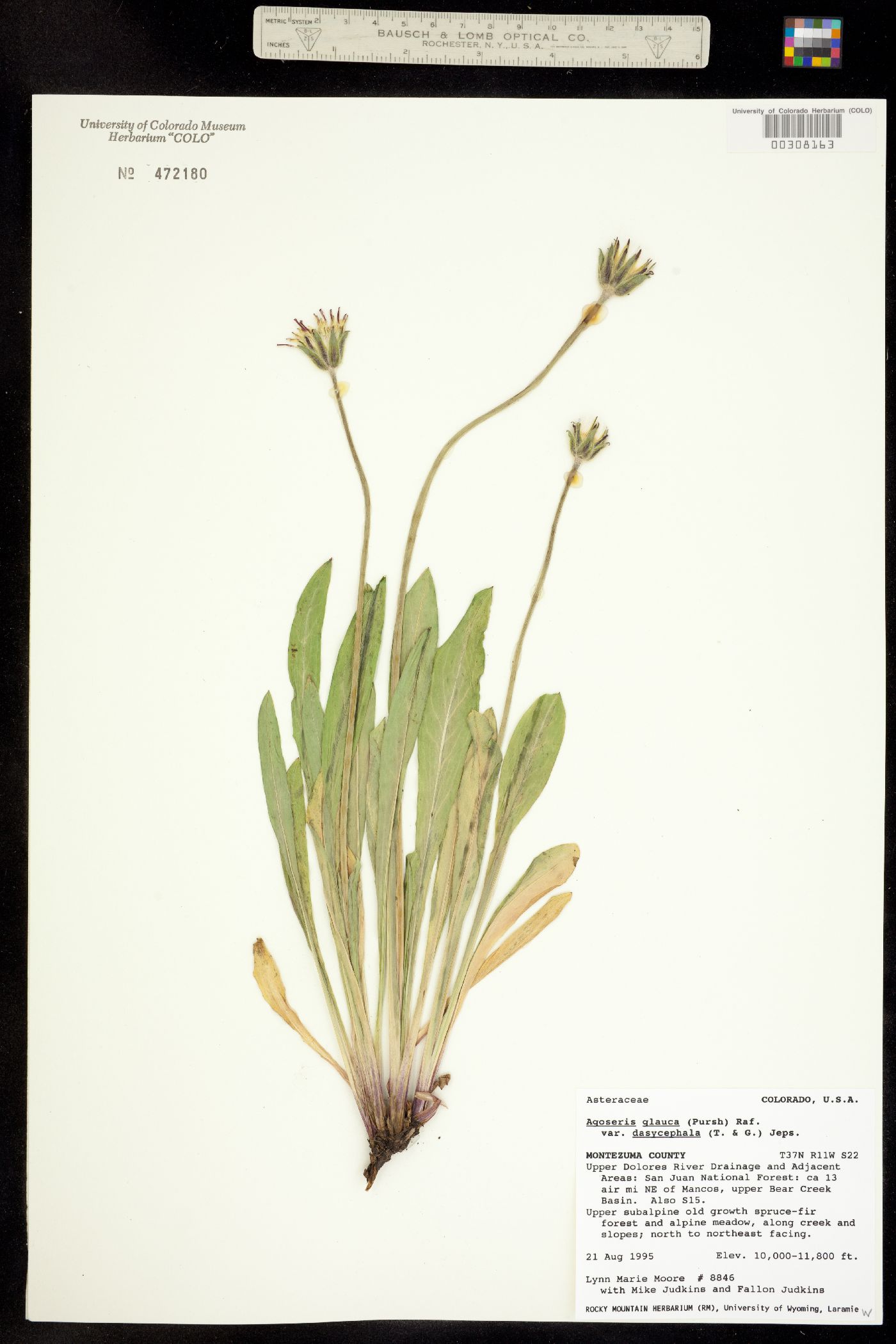 Agoseris glauca var. dasycephala image