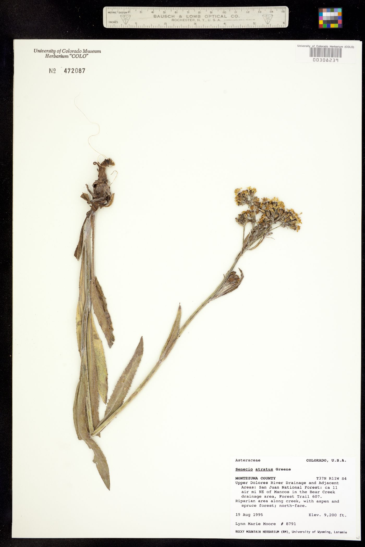 Senecio image
