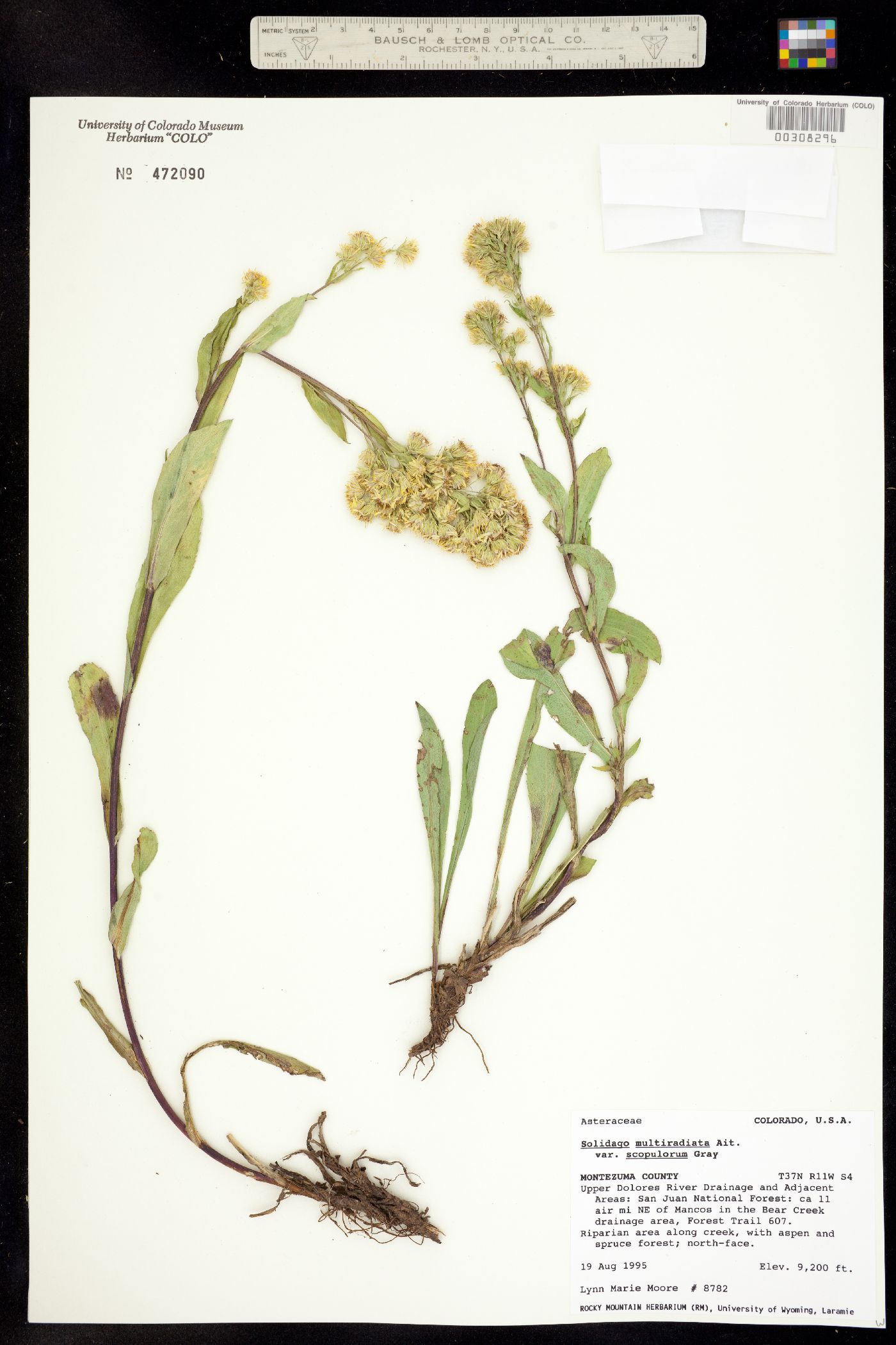 Solidago multiradiata image