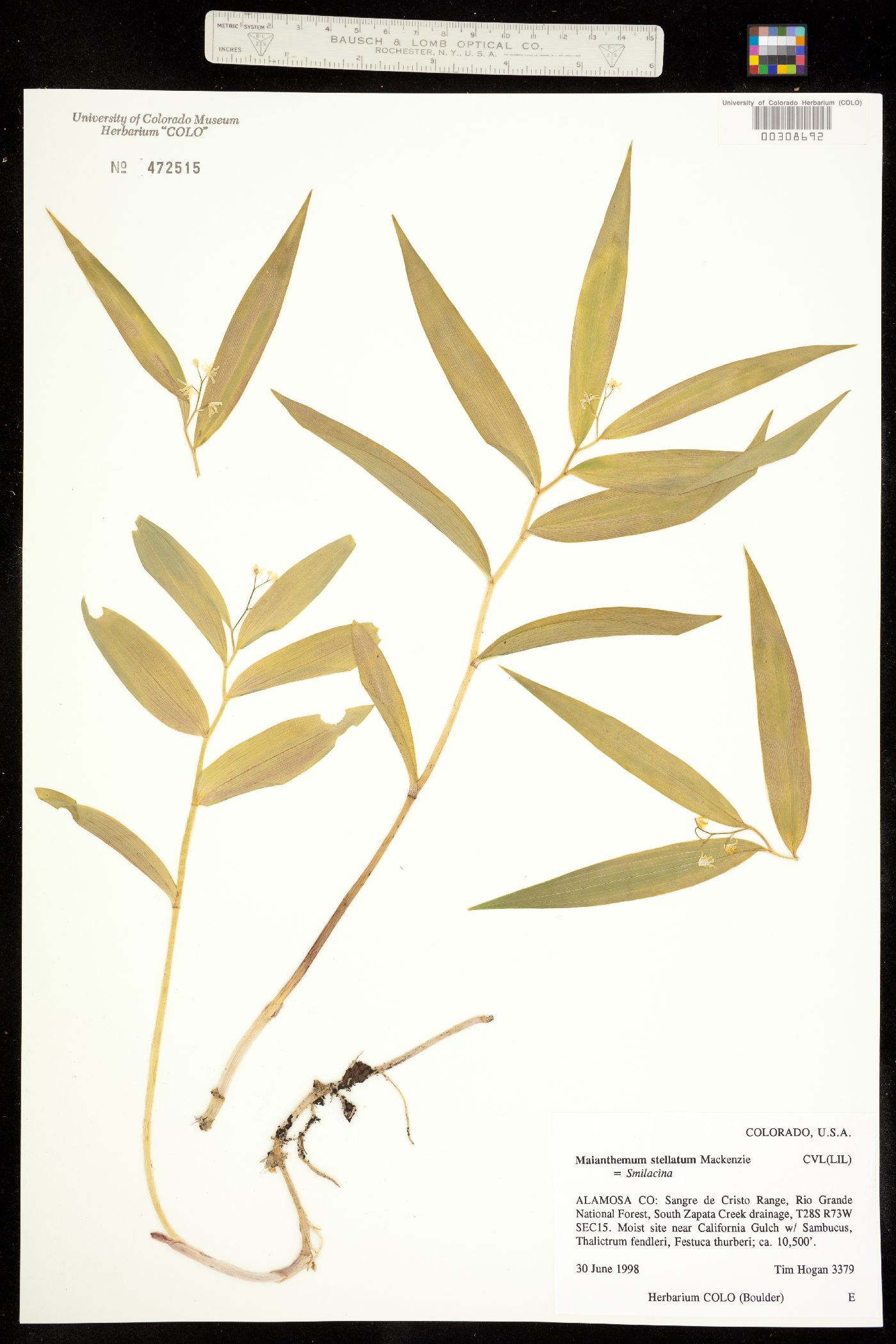 Maianthemum stellatum image