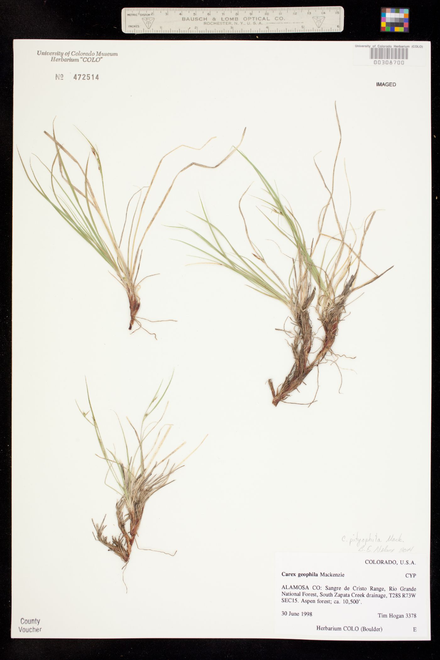 Carex pityophila image