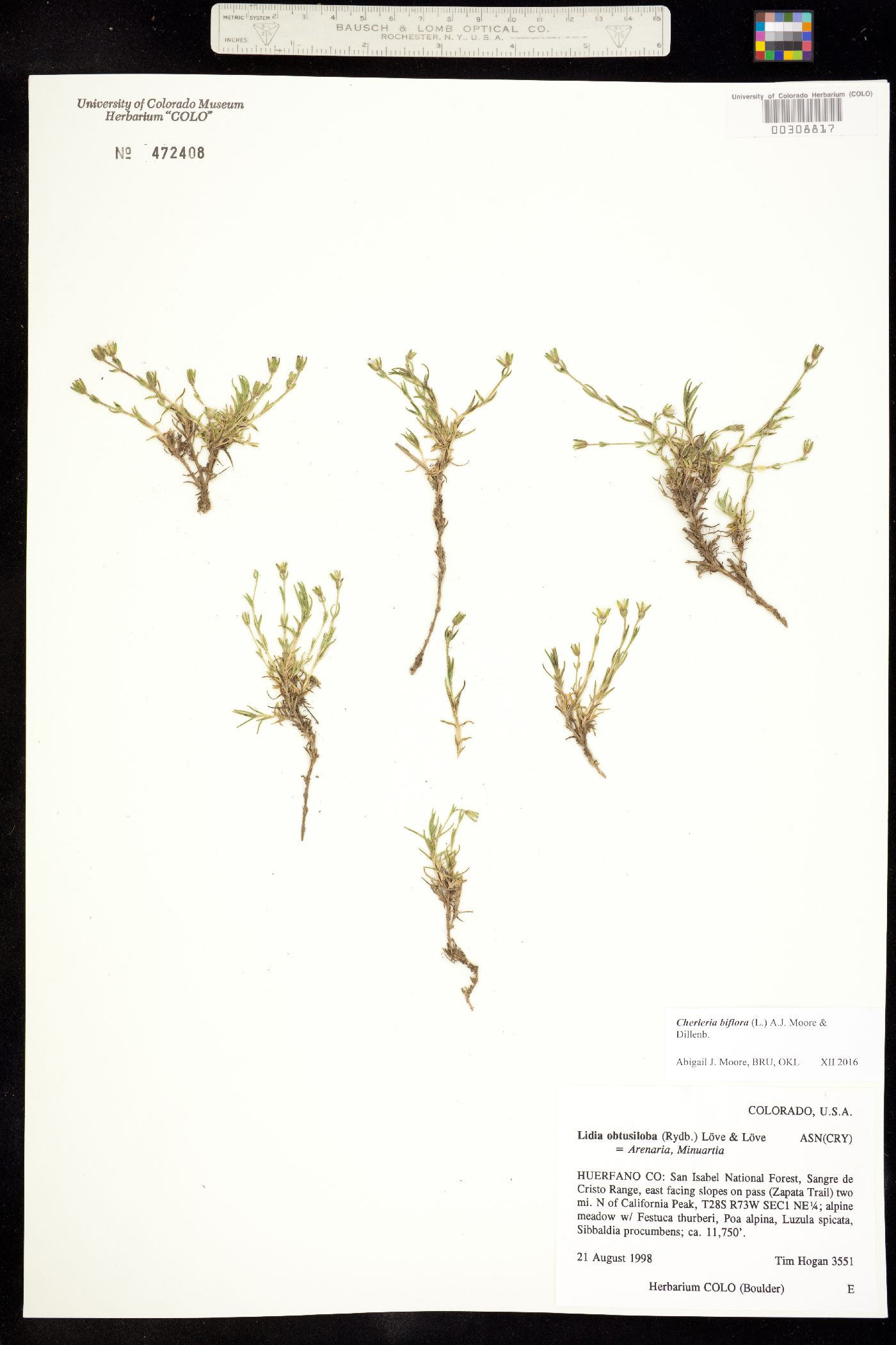 Minuartia obtusiloba image