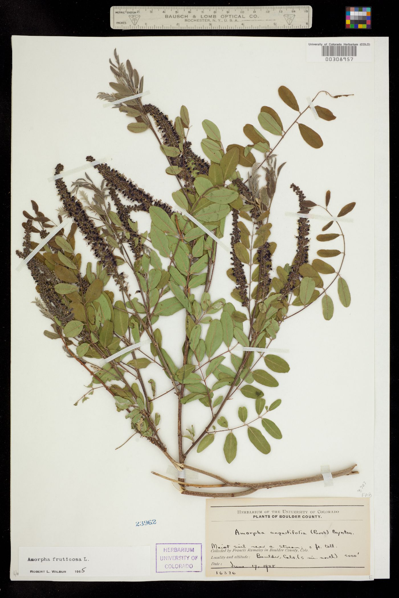 Amorpha image