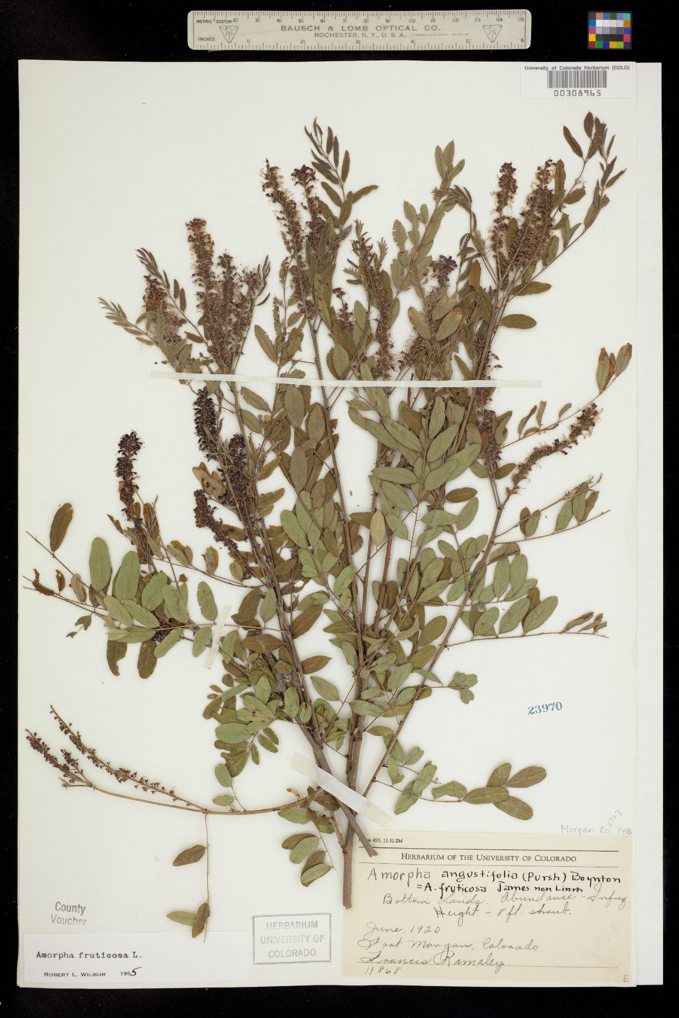 Amorpha image
