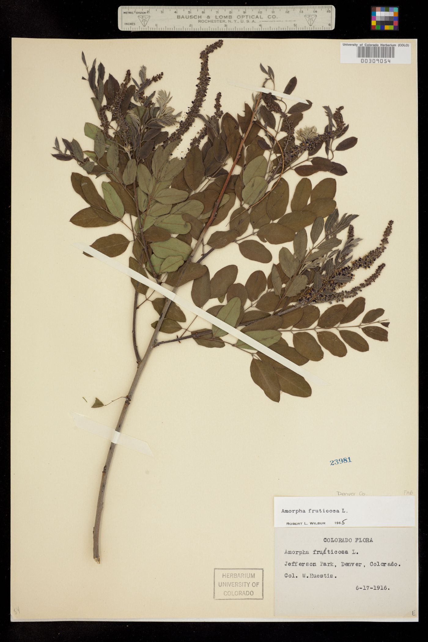 Amorpha fruticosa image