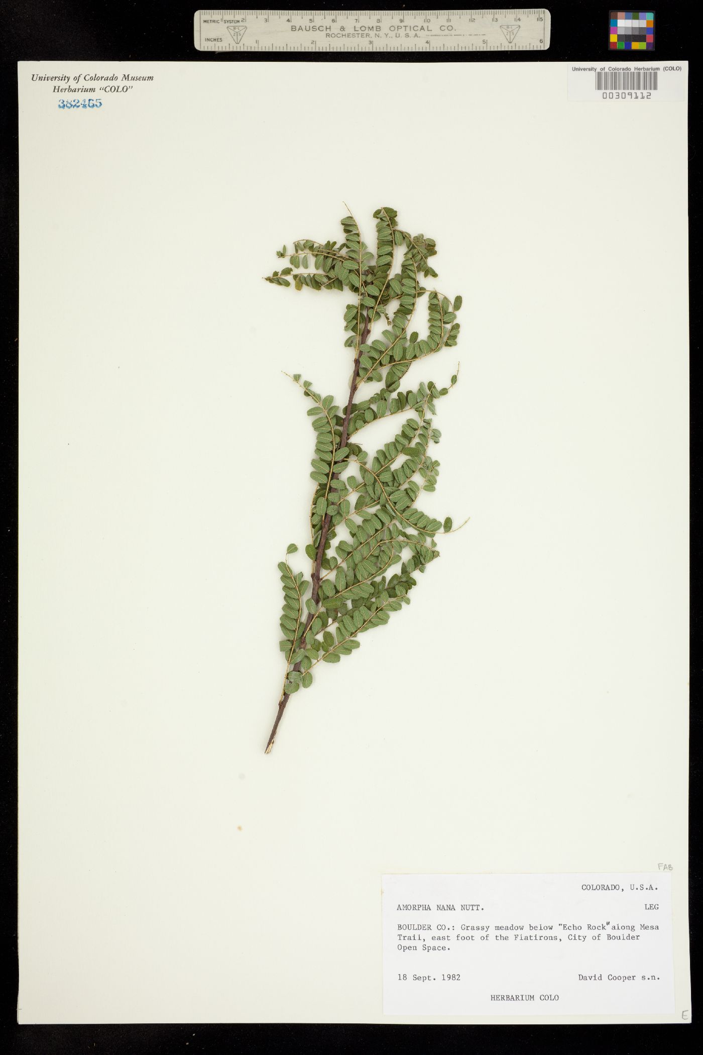 Amorpha nana image