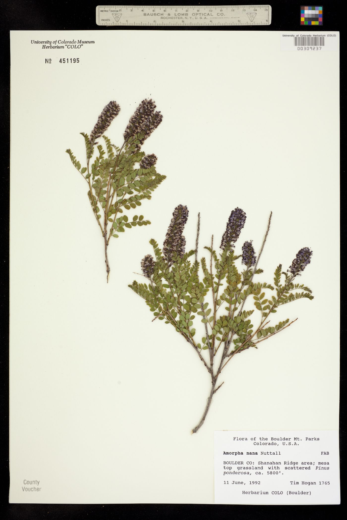 Amorpha nana image