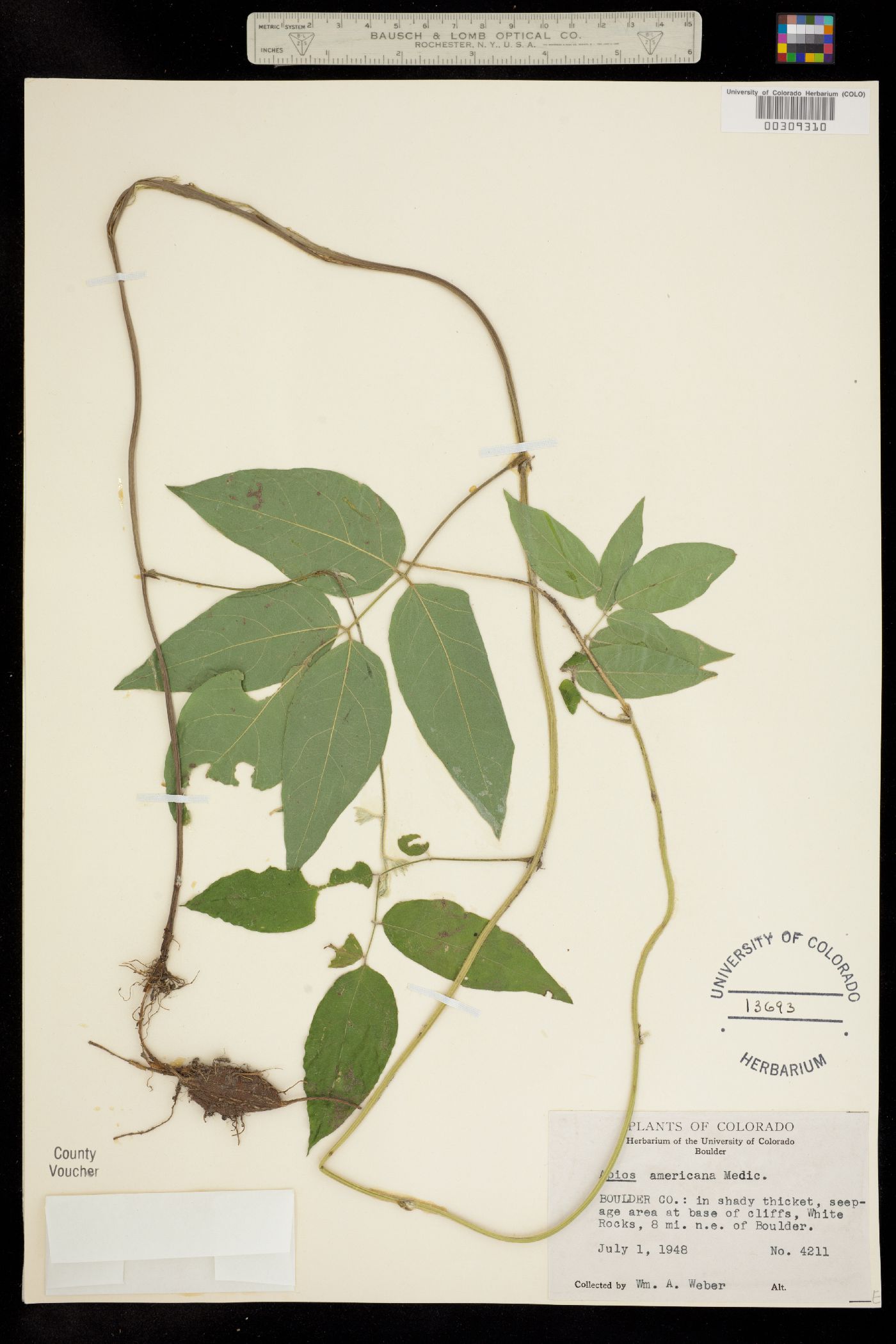 Apios americana image