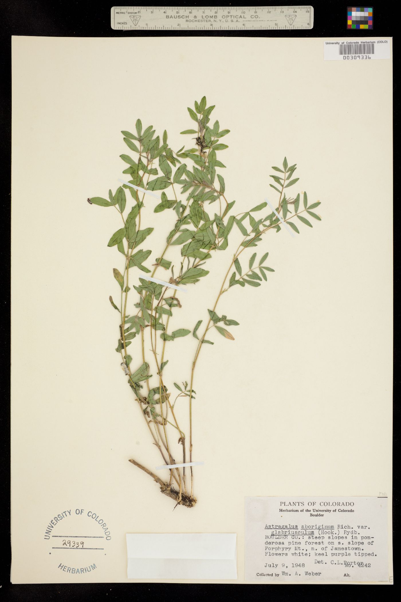 Astragalus aboriginum var. glabriusculus image