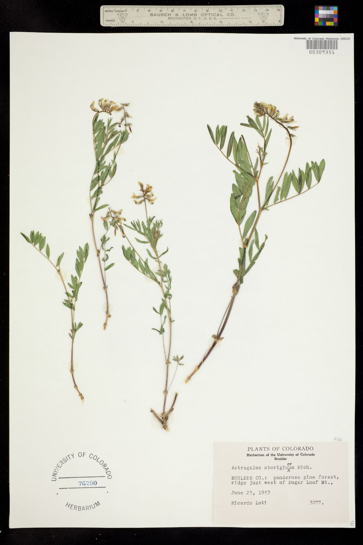 Astragalus aboriginum var. glabriusculus image